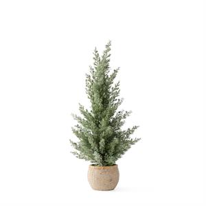 frosted juniper tree w/ blue berries in cement pot