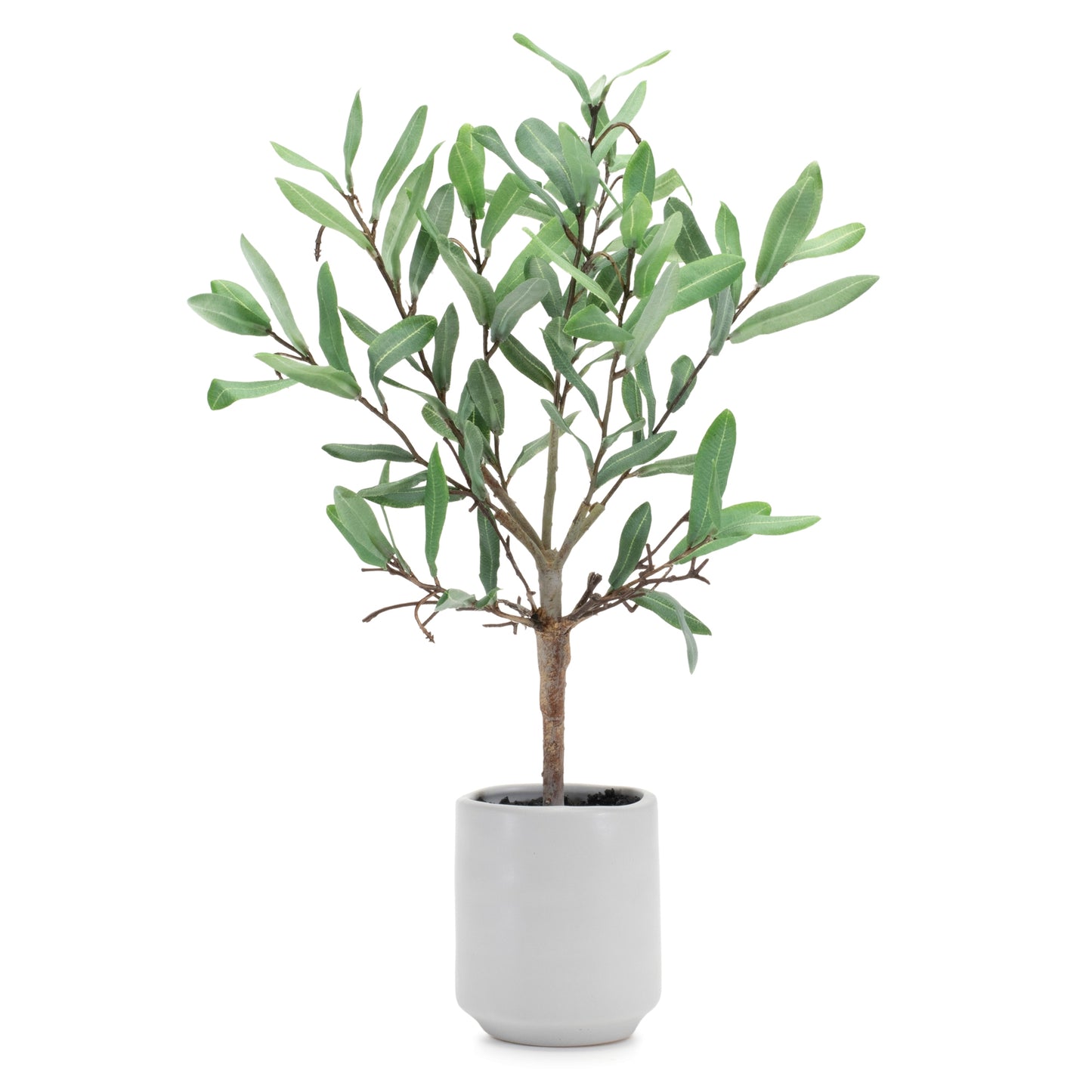 potted olive leaf topiary