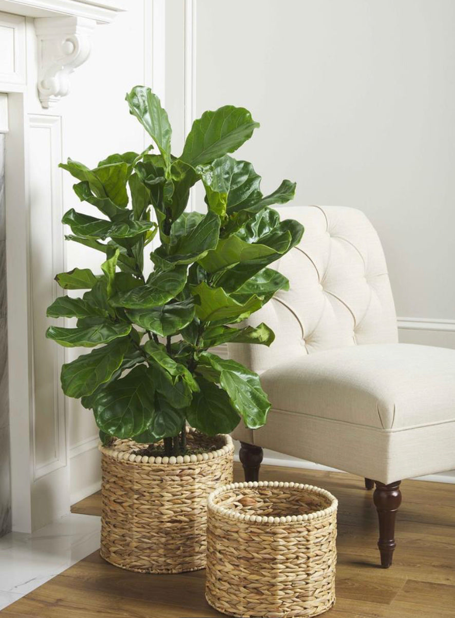 hyacinth beaded basket - Ivory Soul