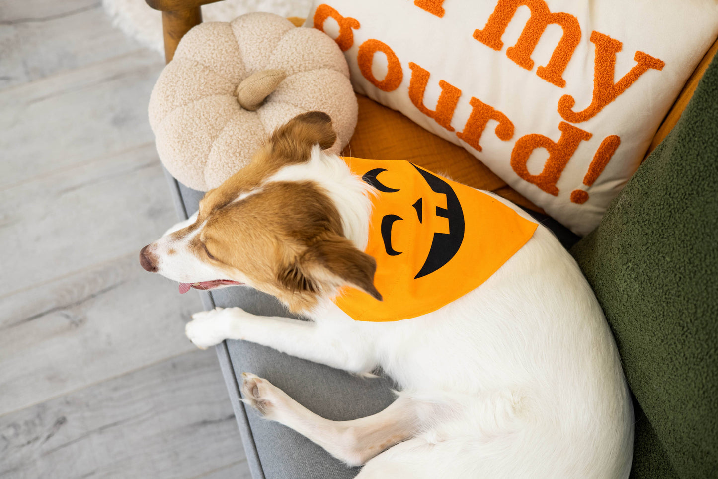 cream sherpa pumpkin