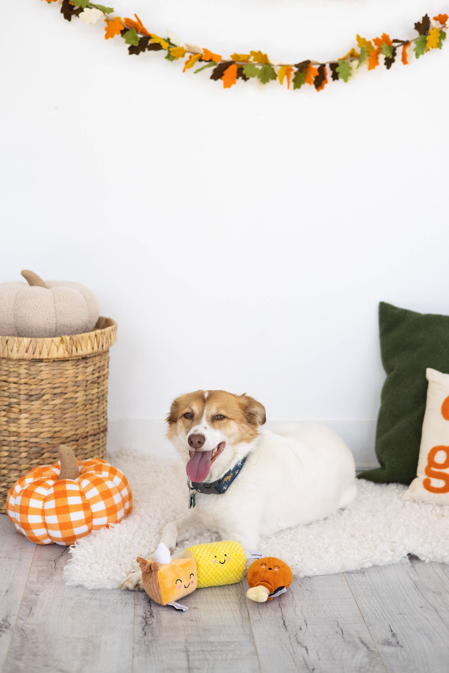 cream sherpa pumpkin
