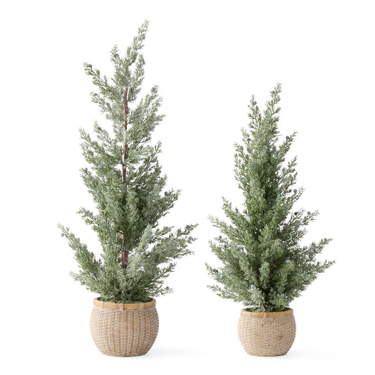 frosted juniper tree w/ blue berries in cement pot