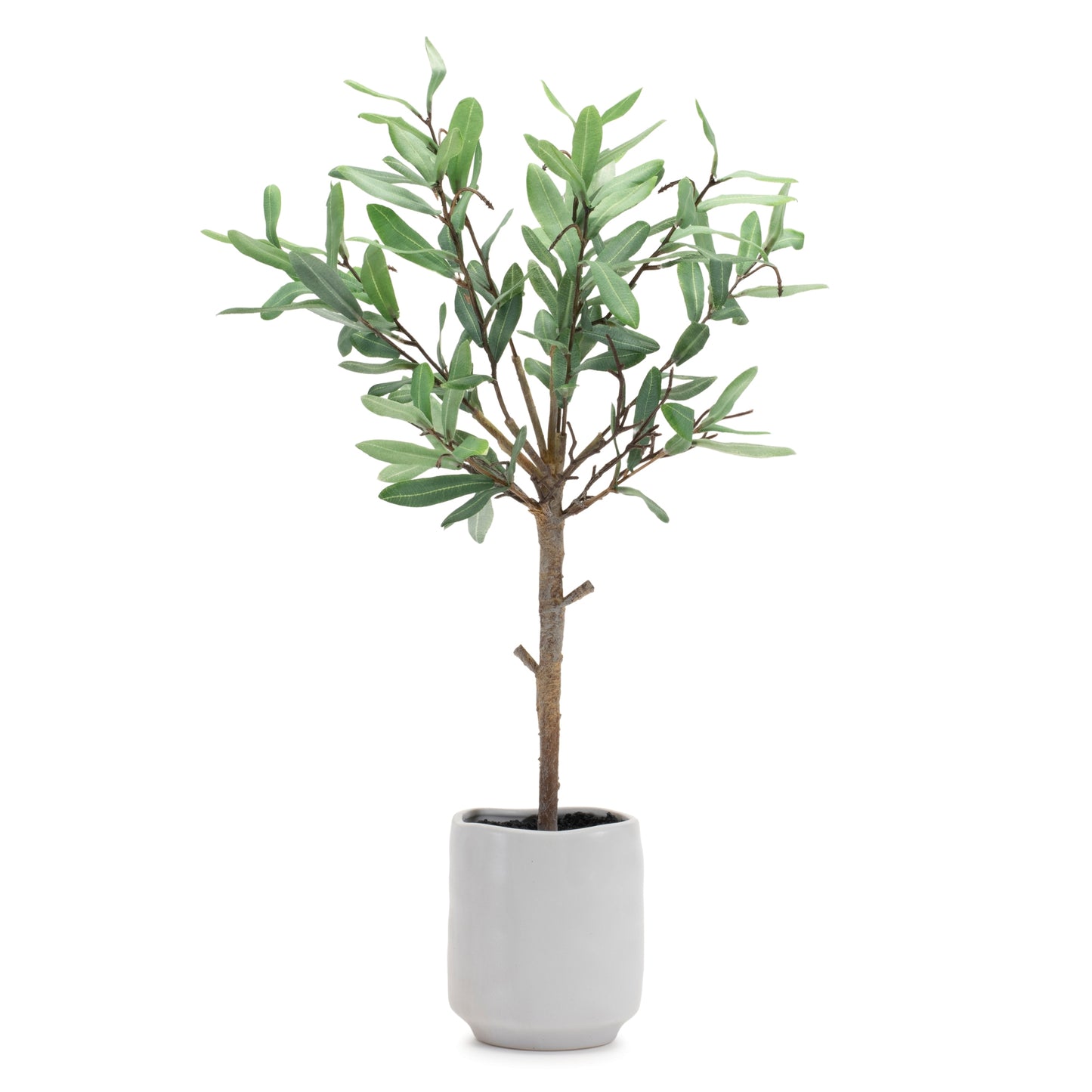 potted olive leaf topiary