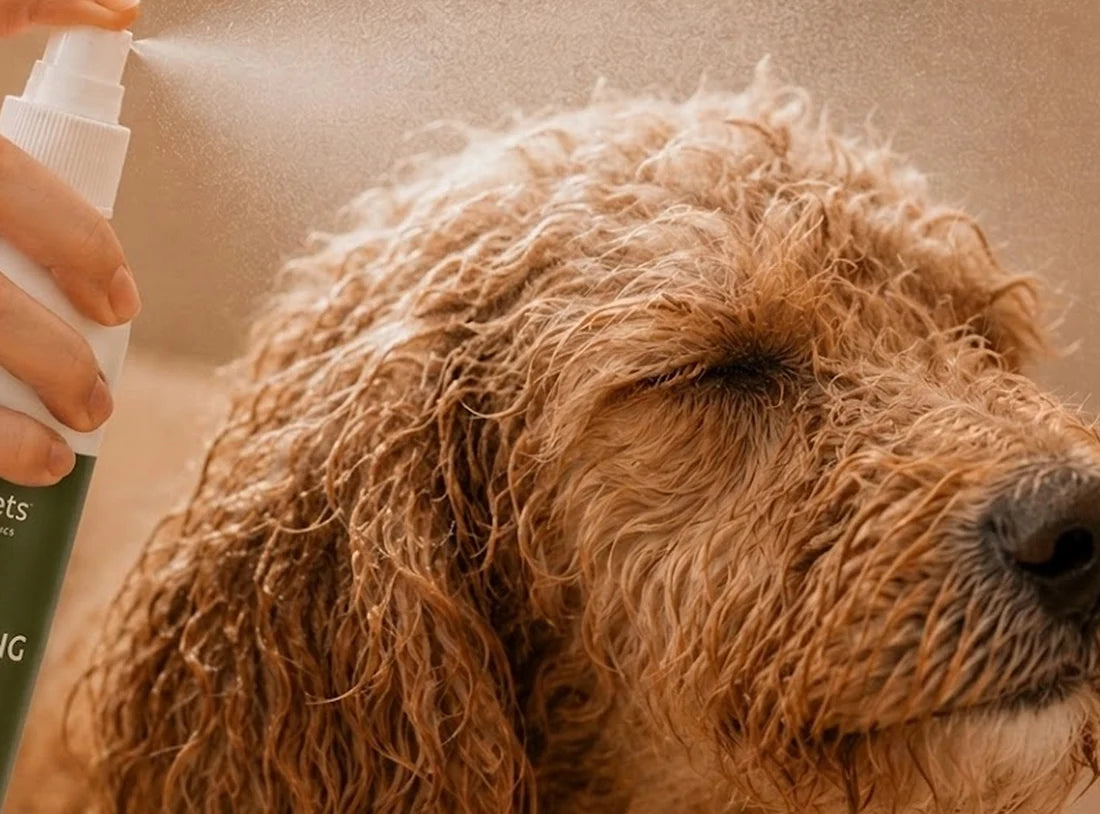 dog detangling spray | 12oz
