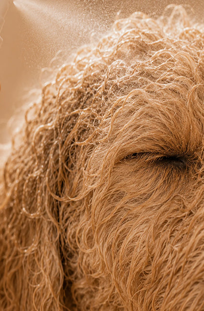 dog detangling spray | 12oz