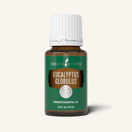 eucalyptus globulus essential oil