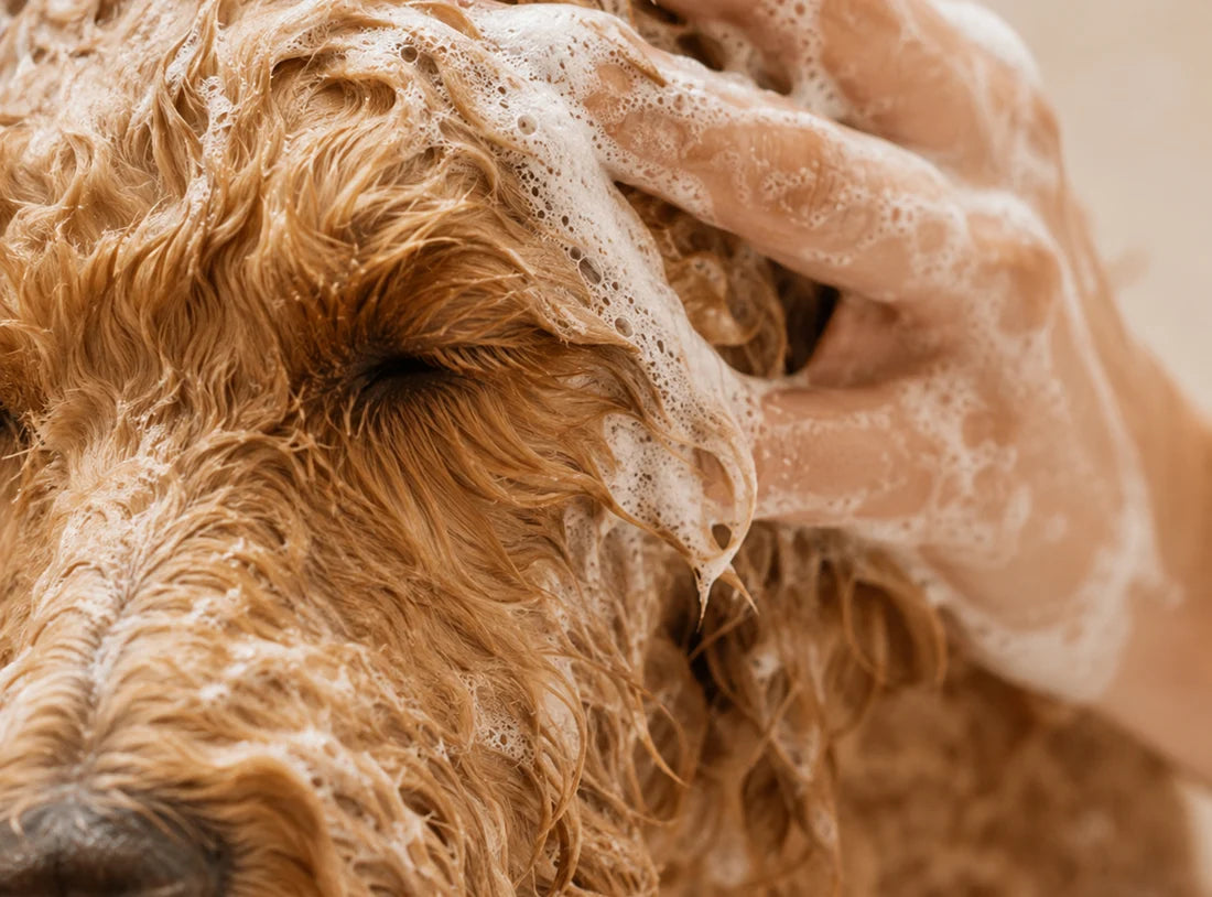 dog shampoo | 16oz